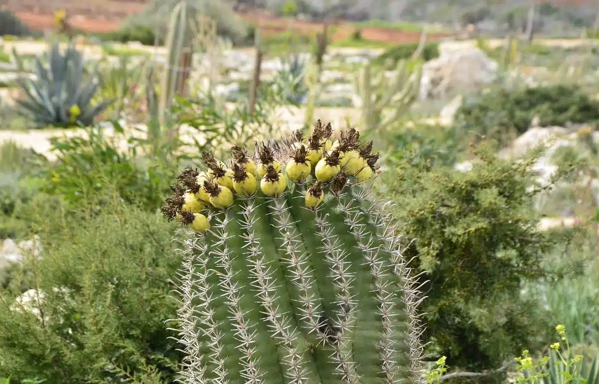 Cactus Park