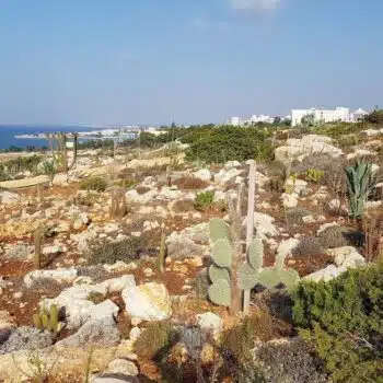 Cactus Park