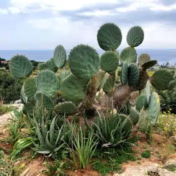 Cactus Park