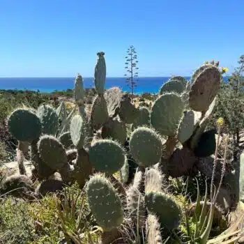 Cactus Park