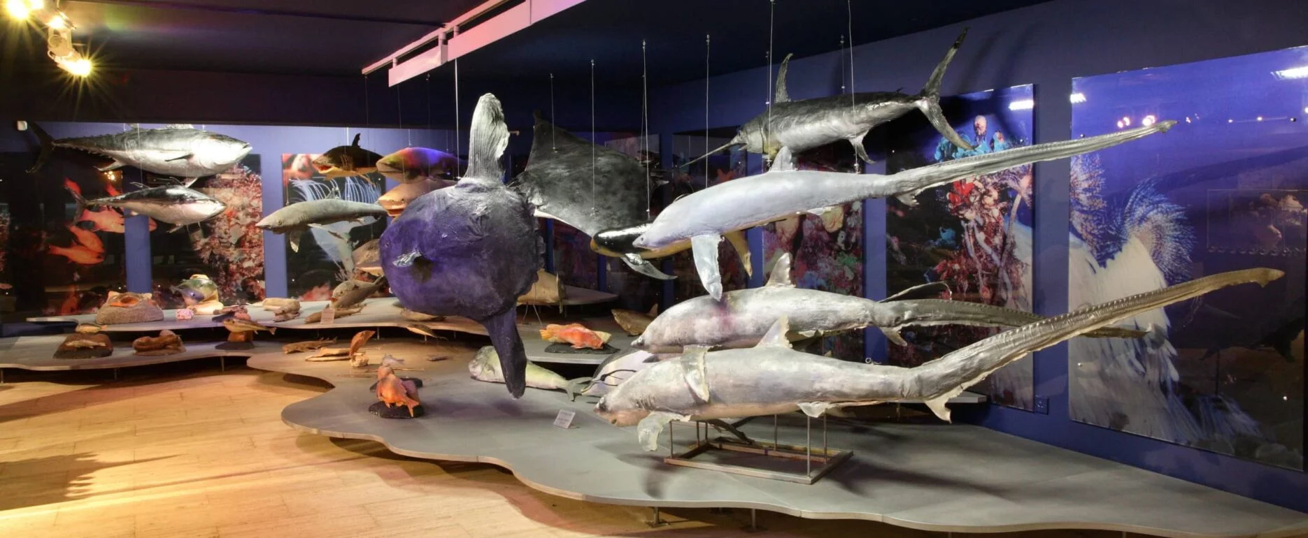 Thalassa Museum