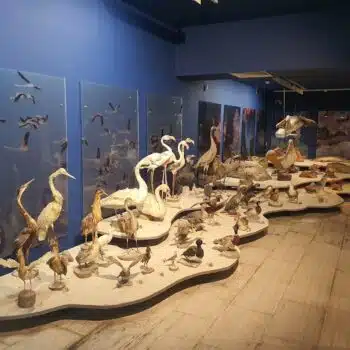 Thalassa Museum