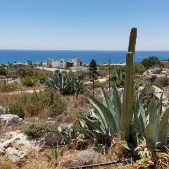 Cactus Park