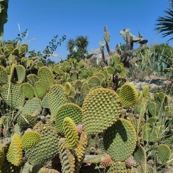 Cactus Park
