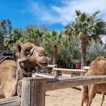 Camel Park